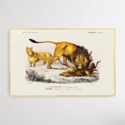 Panthera Leo By Charles Dessalines D' Orbigny (1806-1876)(Panthera Leo By Charles Dessalines D Orbigny 1806 1876) -Heart Wall Art Store Panthera Leo by Charles Dessalines D Orbigny 1806 1876 I Heart Wall Art Australia 1659513254
