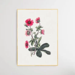 Pink Cinquefoil(Pink Cinquefoil) -Heart Wall Art Store Pink Cinquefoil I Heart Wall Art Australia 1655863384