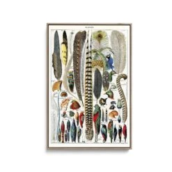 Plumes - Feathers (1900) By Adolphe Millott - Stretched Canvas Print Or Framed Fine Art Print - Artwork(Plumes Feathers 1900 By Adolphe Millot Stretched Canvas Print Or Framed Fine Art Print Artwork 352015538)