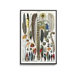 Plumes - Feathers (1900) By Adolphe Millott - Stretched Canvas Print Or Framed Fine Art Print - Artwork(Plumes Feathers 1900 By Adolphe Millot Stretched Canvas Print Or Framed Fine Art Print Artwork 352015538) -Heart Wall Art Store Plumes Feathers 1900 by Adolphe Millot Stretched Canvas Print or Framed Fine Art Print Artwork I Heart Wall Art Australia 1690182625918