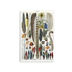 Plumes - Feathers (1900) By Adolphe Millott - Stretched Canvas Print Or Framed Fine Art Print - Artwork(Plumes Feathers 1900 By Adolphe Millot Stretched Canvas Print Or Framed Fine Art Print Artwork 352015538) -Heart Wall Art Store Plumes Feathers 1900 by Adolphe Millot Stretched Canvas Print or Framed Fine Art Print Artwork I Heart Wall Art Australia 1690182629258