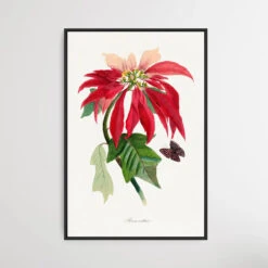 Poinsettia By Paul Gervais(Poinsettia By Paul Gervais)