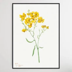 Psilostrophe Sparsiflora (1938) By Mary Vaux Walcott(Psilostrophe Sparsiflora 1938 By Mary Vaux Walcott)