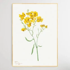 Psilostrophe Sparsiflora (1938) By Mary Vaux Walcott(Psilostrophe Sparsiflora 1938 By Mary Vaux Walcott) -Heart Wall Art Store Psilostrophe sparsiflora 1938 by Mary Vaux Walcott I Heart Wall Art Australia 1659076491