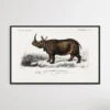 Rhinoceros Unicornis By Charles Dessalines D' Orbigny (1806-1876)(Rhinoceros Unicornis By Charles Dessalines D Orbigny 1806 1876)