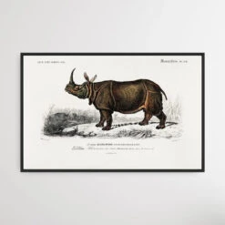 Rhinoceros Unicornis By Charles Dessalines D' Orbigny (1806-1876)(Rhinoceros Unicornis By Charles Dessalines D Orbigny 1806 1876)