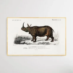 Rhinoceros Unicornis By Charles Dessalines D' Orbigny (1806-1876)(Rhinoceros Unicornis By Charles Dessalines D Orbigny 1806 1876) -Heart Wall Art Store Rhinoceros unicornis by Charles Dessalines D Orbigny 1806 1876 I Heart Wall Art Australia 1659588905