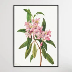 Rhododendron Carolinianum (1932) By Mary Vaux Walcott(Rhododendron Carolinianum 1932 By Mary Vaux Walcott)