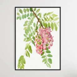 Robinia Neomexicana (1938) By Mary Vaux Walcott(Robinia Neomexicana 1938 By Mary Vaux Walcott)