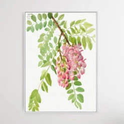 Robinia Neomexicana (1938) By Mary Vaux Walcott(Robinia Neomexicana 1938 By Mary Vaux Walcott) -Heart Wall Art Store Robinia Neomexicana 1938 by Mary Vaux Walcott I Heart Wall Art Australia 1658409001