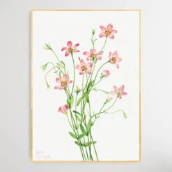 Sabbatia Stellaris (1926) By Mary Vaux Walcott(Sabbatia Stellaris 1926 By Mary Vaux Walcott) -Heart Wall Art Store Sabbatia stellaris 1926 by Mary Vaux Walcott I Heart Wall Art Australia 1659330592