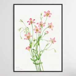 Sabbatia Stellaris (1926) By Mary Vaux Walcott(Sabbatia Stellaris 1926 By Mary Vaux Walcott)