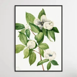 Stewartia Malachodendron (1925) By Mary Vaux Walcott(Stewartia Malachodendron 1925 By Mary Vaux Walcott)