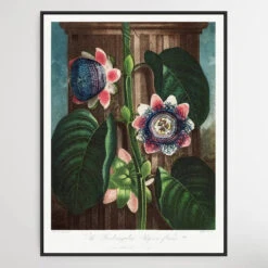 The Quadrangular Passion Flower (1807) By Robert John Thornton(The Quadrangular Passion Flower 1807 By Robert John Thornton)