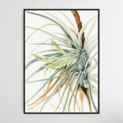 Tillandsia Fasciculata (1921) By Mary Vaux Walcott(Tillandsia Fasciculata 1921 By Mary Vaux Walcott)