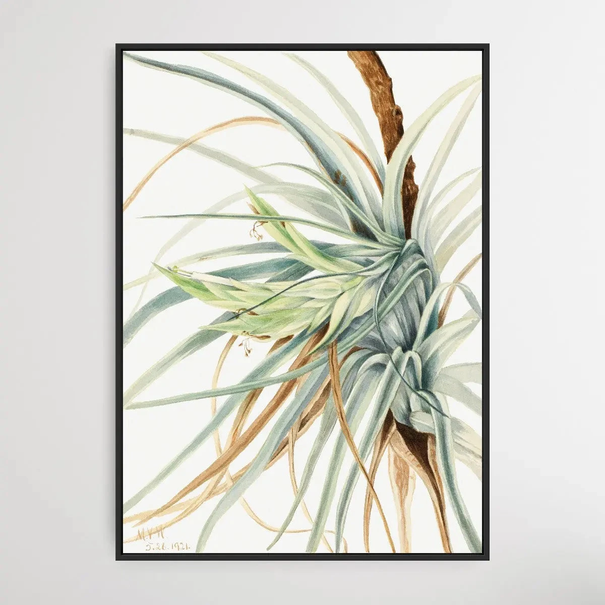 Tillandsia Fasciculata (1921) By Mary Vaux Walcott(Tillandsia Fasciculata 1921 By Mary Vaux Walcott) 1 Tillandsia Fasciculata (1921) By Mary Vaux Walcott(Tillandsia Fasciculata 1921 By Mary Vaux Walcott)