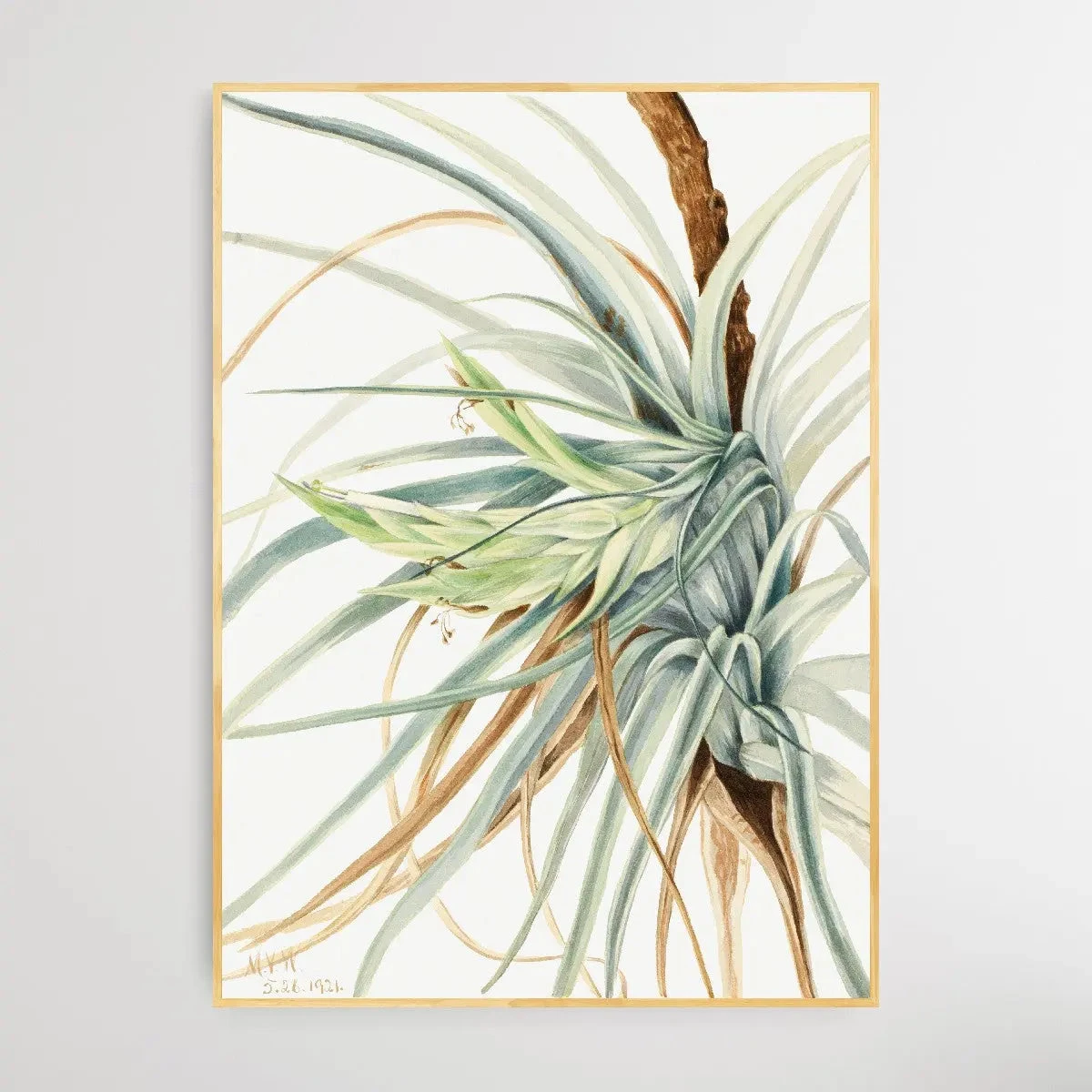 Tillandsia Fasciculata (1921) By Mary Vaux Walcott(Tillandsia Fasciculata 1921 By Mary Vaux Walcott) 2 Tillandsia Fasciculata (1921) By Mary Vaux Walcott(Tillandsia Fasciculata 1921 By Mary Vaux Walcott) - Image 2