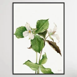 Trillium Grandiflorum (1923) By Mary Vaux Walcott(Trillium Grandiflorum 1923 By Mary Vaux Walcott)