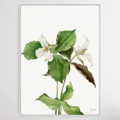 Trillium Grandiflorum (1923) By Mary Vaux Walcott(Trillium Grandiflorum 1923 By Mary Vaux Walcott) -Heart Wall Art Store Trillium grandiflorum 1923 by Mary Vaux Walcott I Heart Wall Art Australia 1659336251