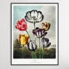 Tulips (1807) By Robert John Thornton(Tulips 1807 By Robert John Thornton)