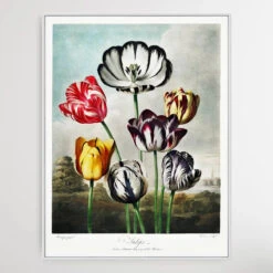 Heart Wall Art Store -Heart Wall Art Store Tulips 1807 by Robert John Thornton I Heart Wall Art Australia 1659593874