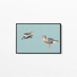 Two Geese - Watercolour Geese On Duck Egg Blue Background Canvas Wall Art Print(Two Geese Watercolour Geese On Duck Egg Blue Background Canvas Wall Art Print) -Heart Wall Art Store Two Geese Watercolour Geese on Duck Egg Blue Background Canvas Wall Art Print I Heart Wall Art Australia 1617257119