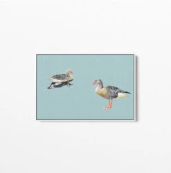 Two Geese - Watercolour Geese On Duck Egg Blue Background Canvas Wall Art Print(Two Geese Watercolour Geese On Duck Egg Blue Background Canvas Wall Art Print) -Heart Wall Art Store Two Geese Watercolour Geese on Duck Egg Blue Background Canvas Wall Art Print I Heart Wall Art Australia 1617257129