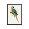 Vintage Blue And Yellow Macaw By Alexander Frances Lydon Print(Vintage Blue And Yellow Macaw By Aexander Frances Lydon Print)