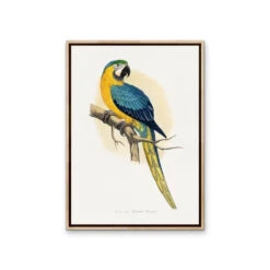 Vintage Blue And Yellow Macaw By Alexander Frances Lydon Print(Vintage Blue And Yellow Macaw By Aexander Frances Lydon Print) -Heart Wall Art Store Vintage Blue and Yellow Macaw by Aexander Frances Lydon Print I Heart Wall Art Australia 48256997