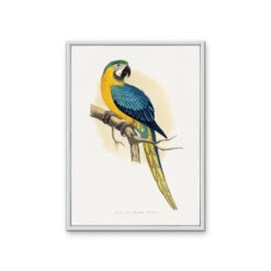 Vintage Blue And Yellow Macaw By Alexander Frances Lydon Print(Vintage Blue And Yellow Macaw By Aexander Frances Lydon Print) -Heart Wall Art Store Vintage Blue and Yellow Macaw by Aexander Frances Lydon Print I Heart Wall Art Australia 48257053