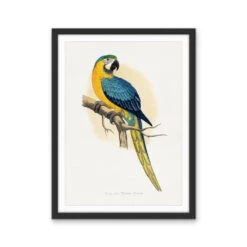 Vintage Blue And Yellow Macaw By Alexander Frances Lydon Print(Vintage Blue And Yellow Macaw By Aexander Frances Lydon Print) -Heart Wall Art Store Vintage Blue and Yellow Macaw by Aexander Frances Lydon Print I Heart Wall Art Australia 48257166