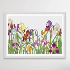 Vintage Irises - Arrangement Of Botanical Illustrations By William Rickatson Dykes(Vintage Irises Arrangement Of Botanical Illustrations By William Rickatson Dykes) -Heart Wall Art Store Vintage Irises Arrangement of Botanical Illustrations by William Rickatson Dykes I Heart Wall Art Australia 1659424414