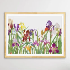 Vintage Irises - Arrangement Of Botanical Illustrations By William Rickatson Dykes(Vintage Irises Arrangement Of Botanical Illustrations By William Rickatson Dykes) -Heart Wall Art Store Vintage Irises Arrangement of Botanical Illustrations by William Rickatson Dykes I Heart Wall Art Australia 1659424417