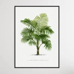 Vintage Palm Tree II By Oswald De Kerchove De Denterghem(Vintage Palm Tree Ii By Oswald De Kerchove De Denterghem 1)