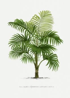 Vintage Palm Tree II By Oswald De Kerchove De Denterghem(Vintage Palm Tree Ii By Oswald De Kerchove De Denterghem 1) -Heart Wall Art Store Vintage Palm Tree II by Oswald de Kerchove de Denterghem I Heart Wall Art Australia 1653983826