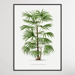 Vintage Palm Tree III By Oswald De Kerchove De Denterghem(Vintage Palm Tree Iii By Oswald De Kerchove De Denterghem)