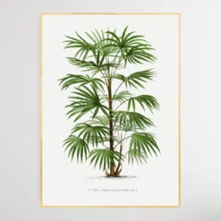Vintage Palm Tree III By Oswald De Kerchove De Denterghem(Vintage Palm Tree Iii By Oswald De Kerchove De Denterghem) -Heart Wall Art Store Vintage Palm Tree III by Oswald de Kerchove de Denterghem I Heart Wall Art Australia 1653983994