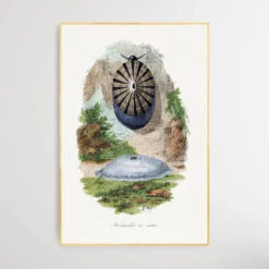 Volcano Limpet Snail By Paul Gervais(Volcano Limpet Snail By Paul Gervais) 5 Volcano Limpet Snail By Paul Gervais(Volcano Limpet Snail By Paul Gervais) -Heart Wall Art Store Volcano Limpet Snail by Paul Gervais I Heart Wall Art Australia 1655862494