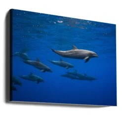 Dolphins - Stretched Canvas, Poster Or Fine Art Print(Dolphins Stretched Canvas Poster Or Fine Art Print) -Heart Wall Art Store canvas landscape wrap around 1100144