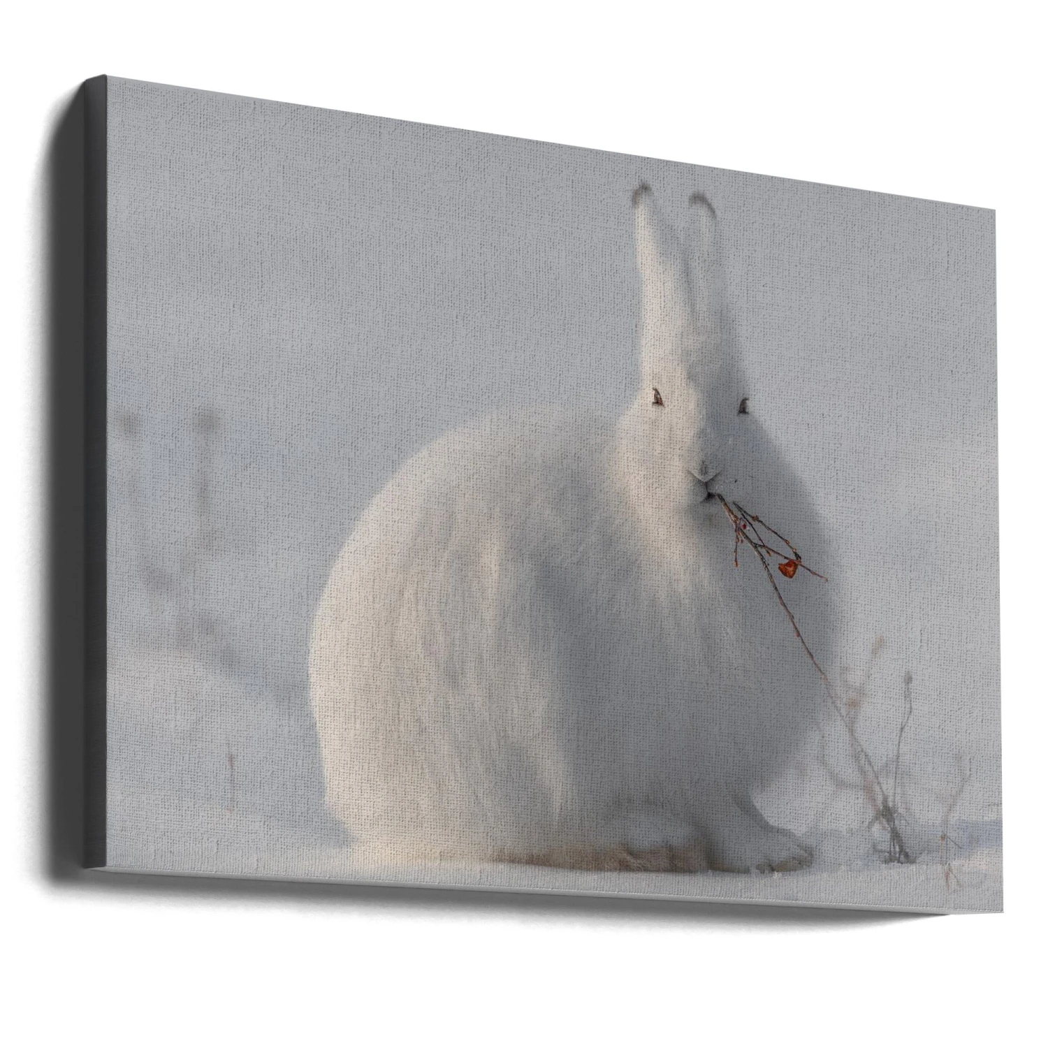 Wild Arctic Hare - Stretched Canvas, Poster Or Fine Art Print(Wild Arctic Hare Stretched Canvas Poster Or Fine Art Print) 6 Wild Arctic Hare - Stretched Canvas, Poster Or Fine Art Print(Wild Arctic Hare Stretched Canvas Poster Or Fine Art Print) - Image 6