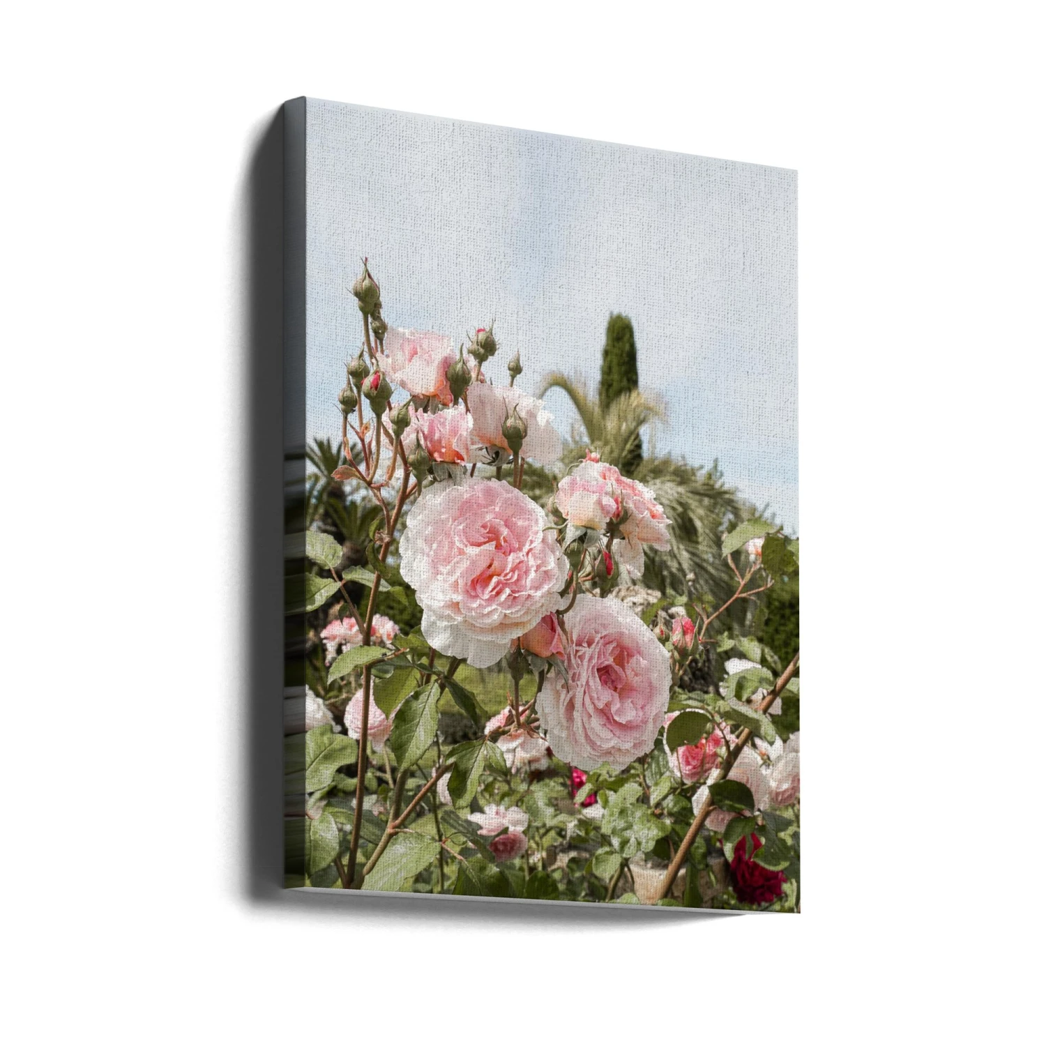 Garden Roses - Stretched Canvas, Poster Or Fine Art Print(Garden Roses Stretched Canvas Poster Or Fine Art Print) 4 Garden Roses - Stretched Canvas, Poster Or Fine Art Print(Garden Roses Stretched Canvas Poster Or Fine Art Print) - Image 4