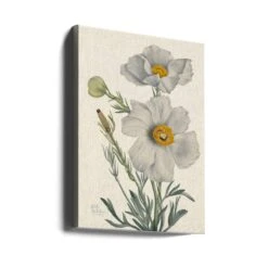 Matilija Poppy - Stretched Canvas, Poster Or Fine Art Print(Matilija Poppy Stretched Canvas Poster Or Fine Art Print) -Heart Wall Art Store canvas portrait wrap around 2732413