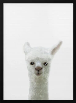 Llama - Stretched Canvas, Poster Or Fine Art Print(Llama Stretched Canvas Poster Or Fine Art Print)