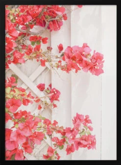 White & Pink - Stretched Canvas, Poster Or Fine Art Print(White Amp Pink Stretched Canvas Poster Or Fine Art Print)