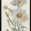 Matilija Poppy - Stretched Canvas, Poster Or Fine Art Print(Matilija Poppy Stretched Canvas Poster Or Fine Art Print)
