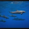 Dolphins - Stretched Canvas, Poster Or Fine Art Print(Dolphins Stretched Canvas Poster Or Fine Art Print)