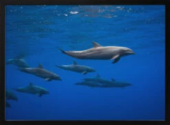 Dolphins - Stretched Canvas, Poster Or Fine Art Print(Dolphins Stretched Canvas Poster Or Fine Art Print)