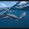 Dolphins - Stretched Canvas, Poster Or Fine Art Print(Dolphins Stretched Canvas Poster Or Fine Art Print 1)