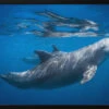 Dolphin At The Surface - Stretched Canvas, Poster Or Fine Art Print(Dolphin At The Surface Stretched Canvas Poster Or Fine Art Print)