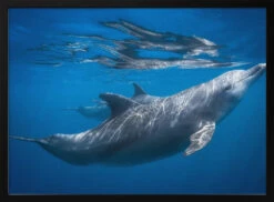 Dolphin At The Surface - Stretched Canvas, Poster Or Fine Art Print(Dolphin At The Surface Stretched Canvas Poster Or Fine Art Print)